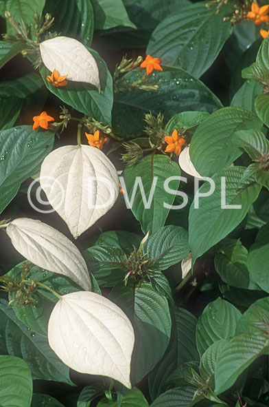 stock photo image: Flora, flower, flowers, mussaenda, incana, mussaenda incana, white flag bush, white flag bushes, bush, bushes.