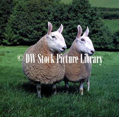 stock photo image: Farming, Farmland, farm, farms, agriculture, animal, animals, sheep, meat industry, meat trade, border leicester, border leicester sheep, ewe, ewes, ram, rams, livestock, TWIN, TWINS.