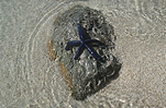Invertebrate, Invertebrates, aquatic, starfish, starfishes, star fish, star fishes, rock, rocks, beach, beaches, coast, coasts, coastal, coastline, coastlines, water, AM04,