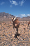 Spain, Europe, Canary Islands, animal, animals, Animal, Animals, Camel, Camels, camelidae, hoofed mammal, hoofed mammals, camelidae, hoofed mammal, hoofed mammals, Lazarote camel, Lazarote camels, Timanfaya National Park, Timanfaya NP, sky, skies, blue sky, blue skies, cloud, clouds, AM04,
