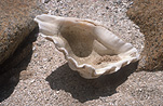 Beach, Beaches, Sea shell, Sea shells, seashell, seashells, shell, shells, sand, coast, coasts, coastal, coastline, coastlines, AM04,