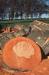 Tree, Trees, annual ring, annual rings, age ring, age rings, grow, grows, growing, growth, growth ring, growth rings, tree trunk, tree trunks, timber, log, logs, logging, lumber, timber industry, logging industry, agriculture, industry, AM04,