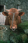 Europe, Western Europe, Britain, British Isles, England, United Kingdom, Great Britain, bull, bulls, mammal, mammals, hoofed mammal, hoofed mammals, hoofed animal, hoofed animals, south devon bull, devon bull, devon, nose ring, nose rings, nose-ring, nose-rings, cornwall, wall, walls, chain, chains, AM04,