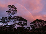 Climate, weather, rainbow, rainbows, tree, trees, silhouette, silhouettes, sunset, sunsets, sunrise, sunrises, sunrise and sunsets, WA, Western Australia, Australia.