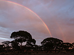 Climate, weather, rainbow, rainbows, tree, trees, silhouette, silhouettes, sunset, sunsets, sunrise, sunrises, sunrise and sunsets, WA, Western Australia, Australia, tree, trees.