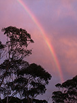 Climate, weather, rainbow, rainbows, WA, Western Australia, Australia, tree, trees, silhouette, silhouettes.