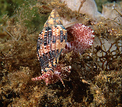 Australia, Australian, Marinelife, Marine life, Aquatic, Aquatic life, Sea life, Sealife, underwater, underwater scene, underwater scenes, edithburgh, yorke, peninsula, yorke peninsula, peninsulas, sa, south australia, shell, shells, mollusc, molluscs, gastropod, gastropods, volute, volutes, sea snail, sea snails, volutidae, volute shell, volute shells, seashell, seashells, sea shell, sea shells, edithburgh, yorke, peninsula, yorke peninsula, peninsulas, SA, South Australia, JL21,