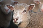 Farming, Farmland, farm, farms, Agriculture, Livestock, animal, animals, sheep, meat industry, meat trade, devon poll, devon poll sheepAustralia, Sport pictures, Sports, balloon images, hot air balloons