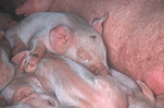 Agriculture, Livestock, pig, animal, animals, pigs, meat industry, meat trade, piglet, piglets, baby animal, baby animals, young animal, young animals, cute animal, cute animals, litter, litters, Australia, Sport pictures, Sports, balloon images, hot air balloons