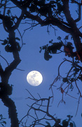 Moon, moons, the moon, circle, circles, moonrise, moonrises, sky, skies, sky scene, sky scenes, planet, planets, terrestrial planet, terrestrial plants, night, nights, nightime, nightimes, tree, trees, barnett River Gorge, Barnett River, Kimberley, kimberleys, the kimberleys, WA, Western Australia, Australia.