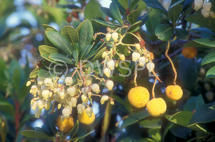 stock photo image: Tree, trees, strawberry, strawberry tree, strawberry trees, irish, irish strawberry tree, irish strawberry trees, killarney strawberry tree, killarney strawberry trees, killarney, arbutus, unedo, arbutus unedo.