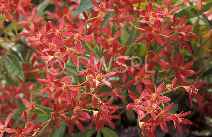 stock photo image: Flower, flowers, bush, bushes, christmas bush, christmas bushes, christmas, ceratopetalum, gummiferum, ceratopetalum gummiferum, redbush, redbushes, saxifragaceae, nsw christmas bush, new South Wales christmas bush, red, red flower, red flowers.