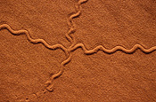 Australia, Australian, Australian desert, Australian deserts, track, tracks, animal tracks, animals tracks, Animal, Animals, desert, deserts, desert scenes, gibson, australia, Gibson Desert, WA, Western Australia.