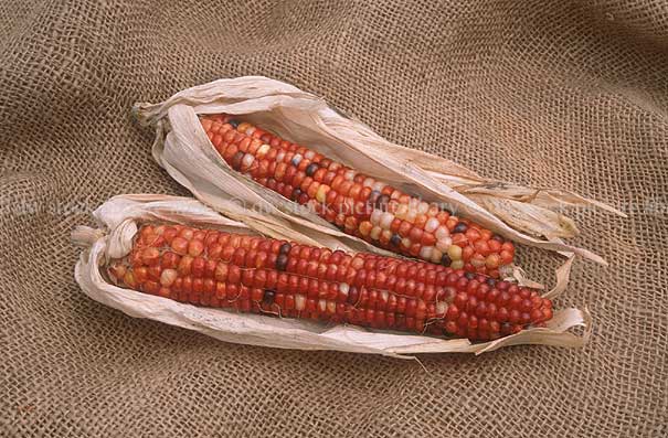 stock photo image: Vegetable, vegetables, Gramineae, Zea, Zea mays indurata, indurata, Corn, Ornamental corn, Maize, Mealy, mealies, indian corn, hesian.