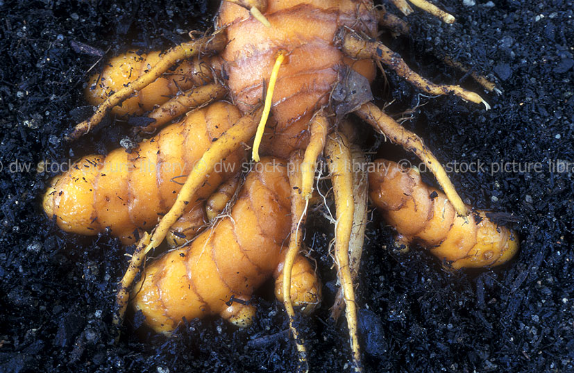 stock photo image: Herb, Herbs, turmeric, tumeric, curcuma domestica, curcuma, domestica, longa, curcuma longa, rhizome, rhizomes, tropical, tropical rhizome, tropical rhizomes, ginger, spice, spices, tropical spice, tropical spices, soil, soils.