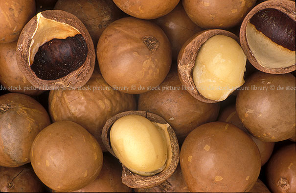 stock photo image: Nut, Nuts, food, Macadamia, Macadamias, macadamia nut, Macadamia nuts, Macadamia tetraphylla, Agriculture, tetraphylla, rough-shelled, rough-shelled macadamia, rough-shelled macadamias, rough-shelled macadamia nut, rough-shelled macadamia nuts, proteaceae.