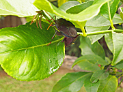 A ROYALTY FREE IMAGE OF: STINK BUGS ON LEMON TREE (CITRUS)