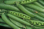 PEAS (PISUM SATIVUM)