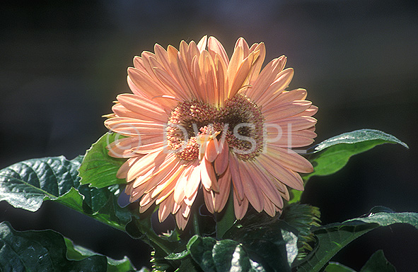 stock photo image: Flower, flowers, gerbera, gerberas, fasciation, disease, diseases, plant disease, plant diseases.