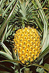 PINEAPPLE (ANANAS COMOSUS)