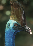Animal, Animals, ratite, ratites, Bird, birds, australian bird, australian birds, southern, southern cassowary, southern cassowary, cassowary, cassowaries, National Park, National Parks, southern cassowary, southern cassowaries, casuarius, casuarius casuarius, australia, beak, beaks.
