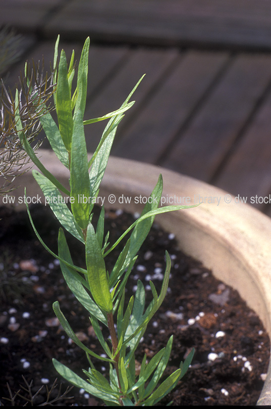 stock photo image: Herb, Herbs, french tarragon, tarragon, pot, pots, garden pot, garden pots, outdoor pot, outdoor pots, french tarragon, french, artemisia dracunculus, artemisia, dracunculus, asteraceae, pot, pots, potted herbs.