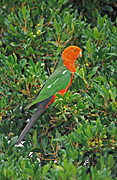 Animal, Animals, Bird, birds, australian bird, australian birds, parrot, parrots, King Parrot, king parrots, australian king parrot, australian king parrots, Alisteris, Alisteris scapularis.