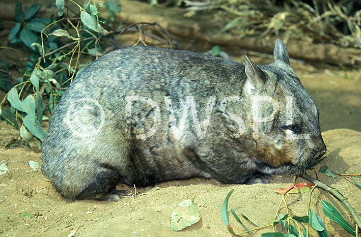 stock photo image: Animal, Animals, Marsupial, Marsupials, Vombatidae, wombat, wombats, Australian animal, Australian animals, australian mammal, australian mammals, mammal, mammals.