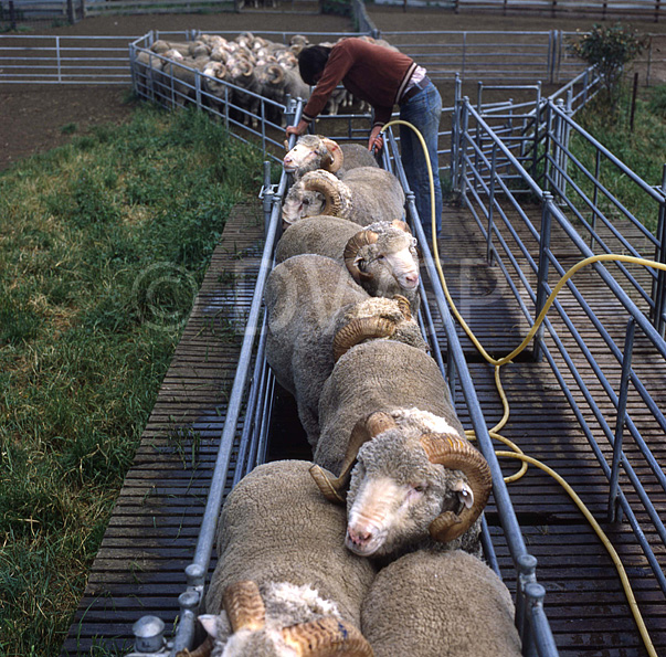 stock photo image: Farming, Farmland, farm, farms, Animal, Animals, sheep, livestock, agriculture, rural, rural scene, rural scenes, jetting sheep, man, men, occupation, occupations, male, males.