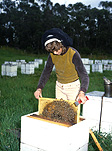 People, child, children, puberty, bee, bees, beekeeping, beekeeper, beekeepers, hive, hives, bee hive, bee hives, beehive, beehives, honey, honey production, bee yard, bee yards, girl, girls, teenager, teenagers, teenage girl, teenage girls, adolescent, adolescents, bee farmer, bee farmers, bee farming.