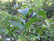 A ROYALTY FREE IMAGE OF: LEMON TREE INFESTED WITH STINK BUGS