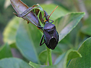 A ROYALTY FREE IMAGE OF: MATURE STINK BUG ON CITRUS TREE