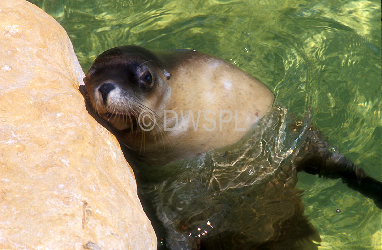 AUSTRALIAN SEAL, ADELAIDE ZOO, SOUTH AUSTRALIA