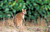 Animal, Animals, Australia, Australian, Australian animal, Australian animals, macropod, macropods, macropus, mammal, mammals, marsupial, marsupials, wallabia, kangaroo, kangaroos, wallaby, wallabies, agile, agile wallaby, agile wallabies, macropus, agilis, macropus agilis.