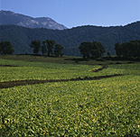 Farming, Farmland, farm, farms, Tobacco, crop, crops, mountain, mountains, range, ranges, mountain range, mountain ranges, tree, trees, forest, forests, Tobacco crop, tobacco crops, tobacco field, tobacco fields, agriculture, rural, rural scene, rural scenes, vic, victoria, porepunkah, crop, crops, australia, great dividing range.