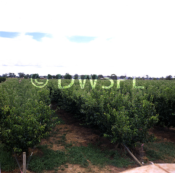 stock photo image: Farming, Farmland, farm, farms, Australia, Victoria, Vic, Kyabram, goulburn, goulburn river, goulburn river valley, valley, valleys, apricot, apricots, apricot tree, apricot trees, apricot orchard, apricot orchards, orchard, orchards, fruit tree, fruit trees, agriculture, rural, rural scene, rural scenes, rural, rural scene, rural scenes.