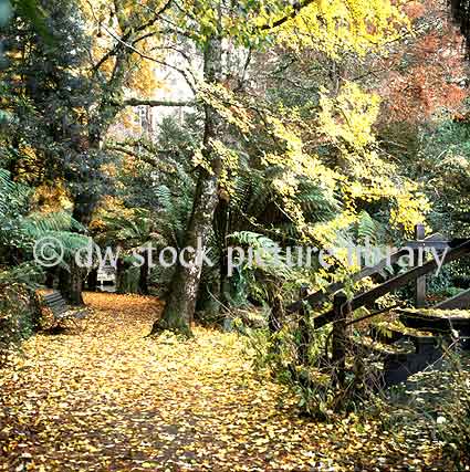 stock photo image: Australia, Victoria, Vic, Olinda, Alfred Nicholas, Alfred Nicholas gardens, autumn scene, autumn scenes, Alfred Nicholas Memorial garden, Alfred Nicholas Memorial gardens, garden, gardens, memorial garden, memorial gardens, autumn, autumn scene, autumn scenes, autumn tone, autumn tones, autumn leaves, tree, trees, forest, forests, wood, woods.