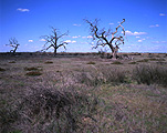 Australia, Kerang, Vic, Victoria, salt, salinity, dryland salinity, salination, salt damage, salt damaged land, salt-affected land, environment, environmental damage, tree, trees.
