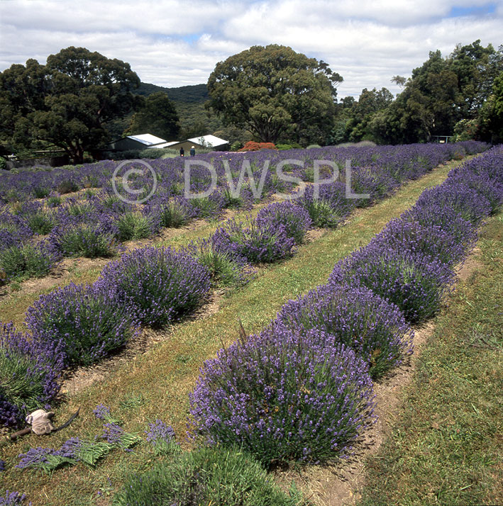 YUULONG LAVENDER ESTATE, DAYLESFORD IN VICTORIA, AUSTRALIA