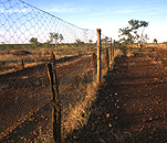 Australia, Australian, Australian desert, Australian deserts, desert, deserts, desert scenes, pest, pests, dingo, dingos, fence, fences, dingo, dingo fence, dog fence, dingoes, dog, dogs, wild, wild dog, wild dogs, feral, feral animal, feral animals, feral dog, feral dogs, native dog, native dogs, fence, fences, dingo fence, outback, australian outback, outback australia, Queensland, Qld, wire fence, wire fences.