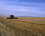 Rural, Rural Scene, Rural Scenes, Farming, Farmland, farm, farms, Australia, Sa, south AUstralia, Port Augusta, harvest, harvests, harvesting, harvester, harvesters, combine harvester, combine harvesters, machinery, farm machinery.