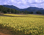 Farming, Farmland, farm, farms, Tobacco, great dividing range, Tobacco crop, tobacco crops, tobacco field, tobacco fields, agriculture, rural, rural scene, rural scenes, crop, crops, Mt Buffalo, Mount Buffalo, Vic, Victoria, Australia, mountain, mountains.