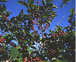 Agriculture, coffee, coffee bean, coffee beans, coffee plantation, coffee plantations, coffee growing, coffee berry, coffee berries, berry, berries, AUSTRALIA.