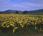 Farming, Farmland, farm, farms, great dividing range, Tobacco, Tobacco crop, tobacco crops, crop, crops, tobacco field, tobacco fields, agriculture, rural, rural scene, rural scenes, Myrtleford, Vic, Victoria, Australia, crop, crops.