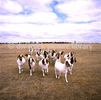 stock photo image: Farming, Farmland, farm, farms, Animal, Animals, goat, goats, goat farm, goat farms, goat farming, agriculture, rural, rural scene, rural scenes, farm, farms, victoria, vic, australia.