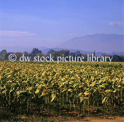 stock photo image: Farming, Farmland, farm, farms, Tobacco, great dividing range, Tobacco crop, tobacco crops, tobacco field, tobacco fields, agriculture, rural, rural scene, rural scenes, Myrtleford, Vic, Victoria, Australia, crop, crops.