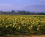 Farming, Farmland, farm, farms, Tobacco, great dividing range, Tobacco crop, tobacco crops, tobacco field, tobacco fields, agriculture, rural, rural scene, rural scenes, Myrtleford, Vic, Victoria, Australia, crop, crops.