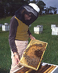 People, child, children, puberty, apiculture, apiary, colony, colonies, bee, bees, beekeeping, beekeeper, beekeepers, hive, hives, bee hive, bee hives, beehive, beehives, honey, honey production, bee yard, bee yards, girl, girls, teenager, teenagers, teenage girl, teenage girls, adolescent, adolescents, bee farmer, bee farmers, bee farming.