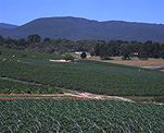 Australia, Victoria, Vic, Healesville, rural, rural scene, rural scenes, Farming, Farmland, farm, farms, farm land, market garden, market gardens, market gardening, crop, crops, great dividing range.