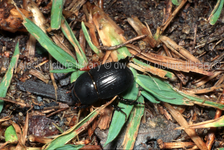 stock photo image: Insect, insects, beetle, beetles, african, black, african black, african black beetle, african black beetles, black beetle, black beetles, pest, pests, lawn, lawns, lawn pest, lawn pests, heteronychus, arator, heteronychus arator, plant pest, plant pest.